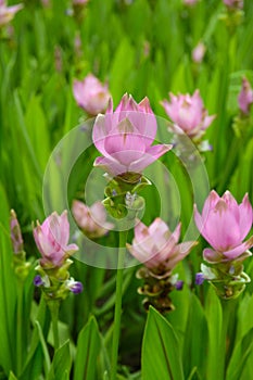 Curcuma aeruqinosa flowers photo