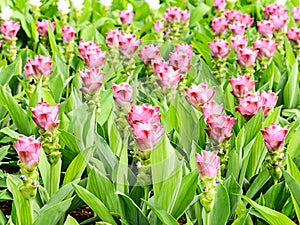 Curcuma alismatifolia