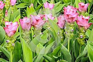 Curcuma alismatifolia