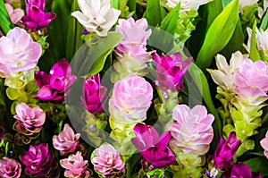 Curcuma alismatifolia blossom in the garden background