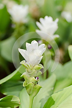 Curcuma alismatifolia,Curcumaflower or Siam tulip