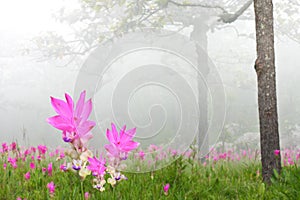 Curcuma alismatifolia field