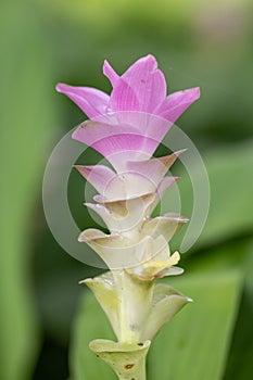 Curcuma alismatifolia flowers is a tropical plant native to Thailand.