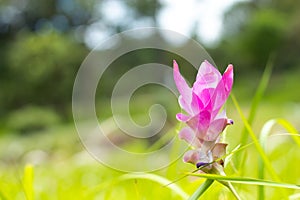 Curcuma alismatifolia on the Moutain.