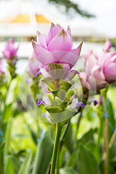 Curcuma alismatifolia or Siam tulip