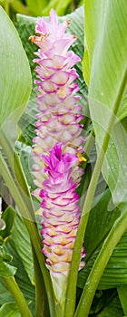 Curcuma alismatifolia or siam tulip.