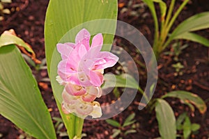 Curcuma alismatifolia, Siam tulip or summer tulip