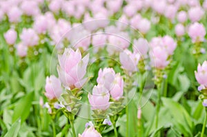 Curcuma alismatifolia or Siam tulip or Summer tulip