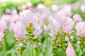 Curcuma alismatifolia or Siam tulip or Summer tulip