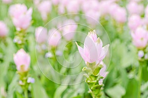 Curcuma alismatifolia or Siam tulip or Summer tulip
