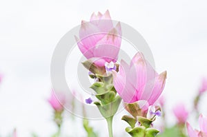 Curcuma alismatifolia or Siam tulip or Summer tulip