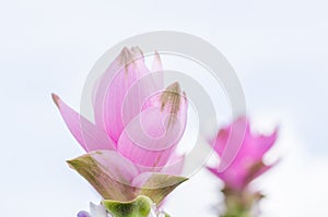 Curcuma alismatifolia or Siam tulip or Summer tulip