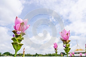 Curcuma alismatifolia or Siam tulip or Summer tulip