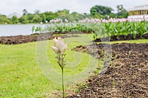 Curcuma alismatifolia or Siam tulip or Summer tulip