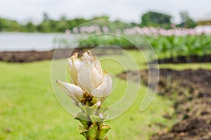 Curcuma alismatifolia or Siam tulip or Summer tulip