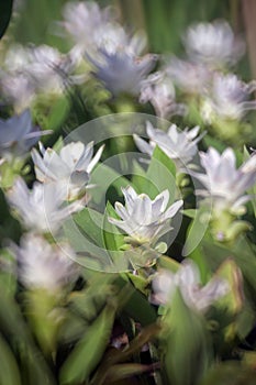 Curcuma alismatifolia, Siam tulip or summer tulip