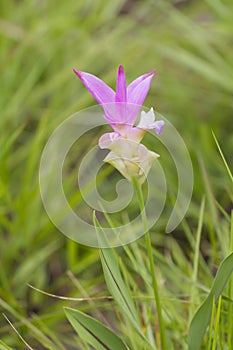 Curcuma alismatifolia, Siam tulip or summer tulip