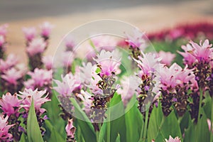 Curcuma alismatifolia or Siam tulip or summer tulip