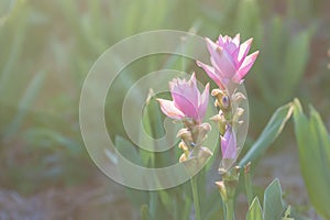 Curcuma alismatifolia or Siam tulip or Summer tulip