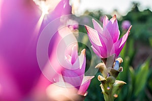 Curcuma alismatifolia or Siam tulip or Summer tulip