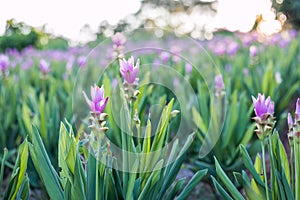 Curcuma alismatifolia or Siam tulip or Summer tulip