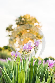 Curcuma alismatifolia or Siam tulip or Summer tulip