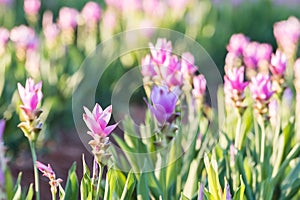 Curcuma alismatifolia or Siam tulip or Summer tulip in the garden nature Thailand