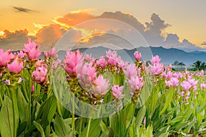 Curcuma alismatifolia or Siam tulip or Summer tulip in the garden nature Thailand vintage and warm