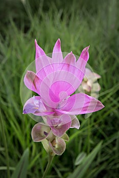 Curcuma alismatifolia, Siam tulip or summer tulip at Pa Hin Ngam National Park - Chaiyaphum, Thailand