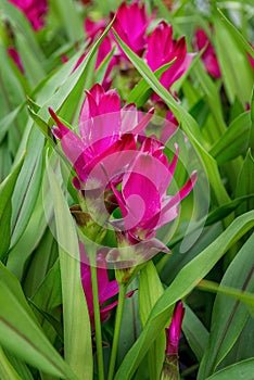 Curcuma alismatifolia, Siam tulip or summer tulip, a tropical plant