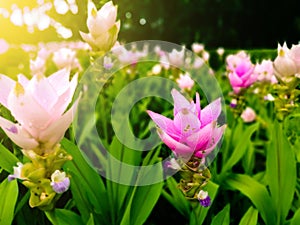 Curcuma alismatifolia, Siam tulip , sunlight effect filter