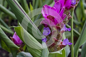 Curcuma alismatifolia siam tulip zingiberaceae flower with green leaf on natural background