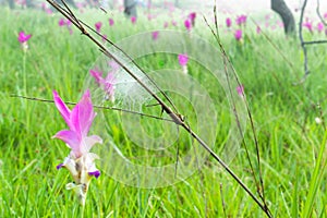 Curcuma alismatifolia and Spider webs on the Moutain.