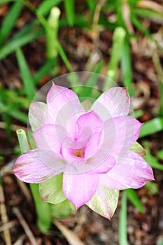 The flower of Curcuma aromatica photo