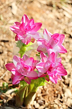 The flowers of Curcuma aromatica photo