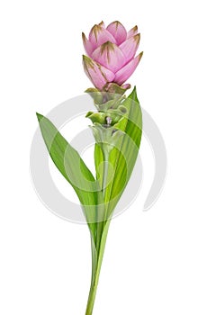 Curcuma flower