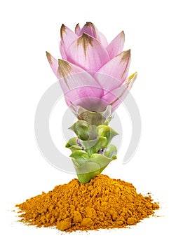 Curcuma flower and powder