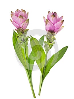 Curcuma flowers