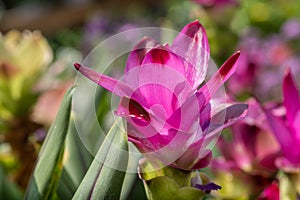 Curcuma longa flowers grown in greenhouse