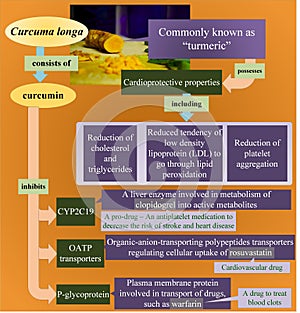 Curcuma longa and its interactions with certain drugs