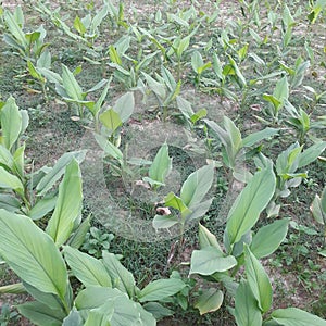 Curcuma longa L. (Zingiberaceae), commonly known as turmeric,