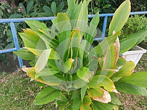 Curcuma longa plant growing by the roadside.