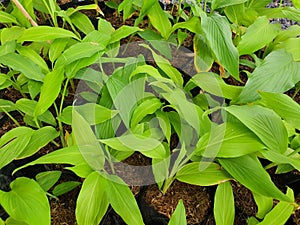 Curcuma longa, underground rhizome ovate branched fleshy yellow-orange rhizome