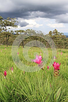 Curcuma in meadow