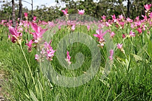 Curcuma in meadow