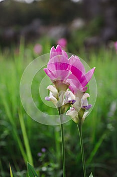 Curcuma sessilis photo