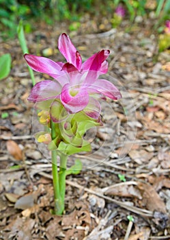 Curcuma sessilis flower photo