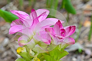 Curcuma sessilis flower
