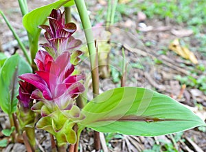 Curcuma sessilis flower