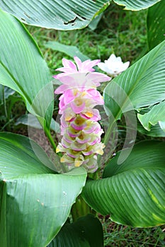 Curcuma sessilis Gage